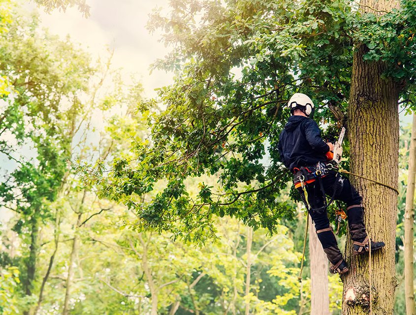 Arborists and Tree Care Companies