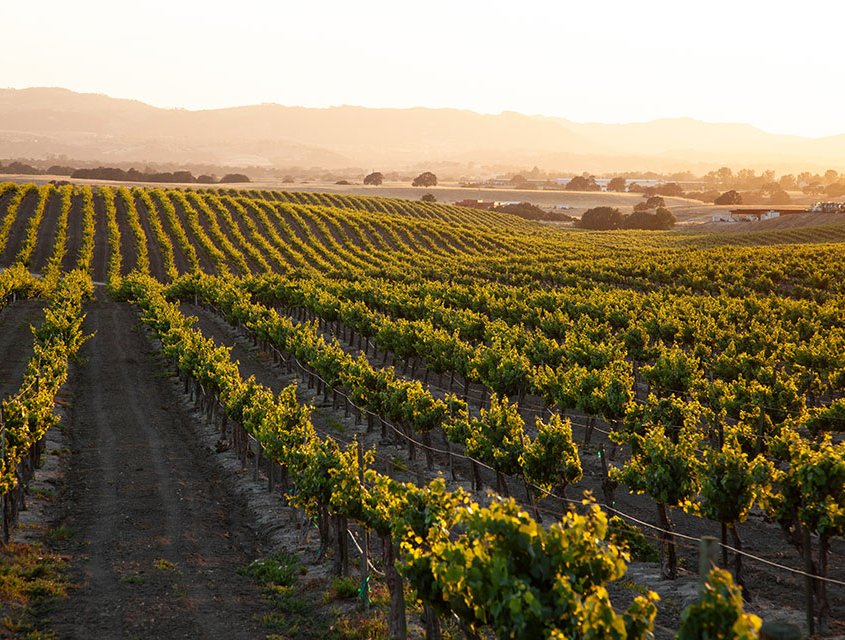 VWineries and Vineyard Management VWineries and Vineyard Management